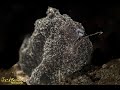 Black Painted Frogfish | Painted Frogfish