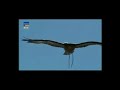 Biggest wild animal fights !!