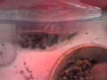 Supermoon incense Magic Video