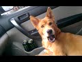 Dog singing Adele Someone like you.