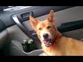 Dog singing Adele Someone like you.
