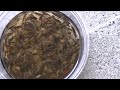 Earwig Trap Results After Two Weeks