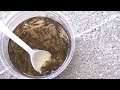 Earwig Trap Results After Two Weeks