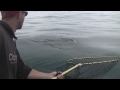 -Saltwater Coho Salmon Fishing- Steelhead Stalkers Salmon Fishing Video Episode