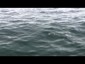 -Saltwater Coho Salmon Fishing- Steelhead Stalkers Salmon Fishing Video Episode