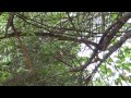 Indian Cobra on Jamaican Cherry - Brillenschlange auf der Jagd im Baum