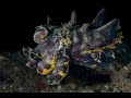 A Flamboyant Cuttlefish