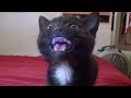Talking Kitty - Demon Cat (2013)