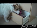 Useful Dog Tricks 2 performed by Jesse the Jack Russell Terrier