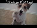 Useful Dog Tricks 2 performed by Jesse the Jack Russell Terrier