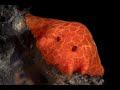 Platydoris Nudibranch and Painted Frogfish | Platydoris Nudibranch and Painted Frogfish