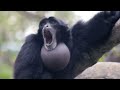 Epic Rap Battles of History News with Teddy Roosevelt 2