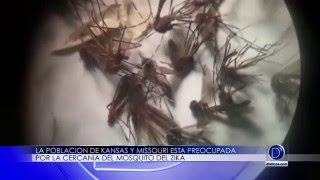 La Población de Kansas y Missouri está muy preocupada por el mosquito del Zika