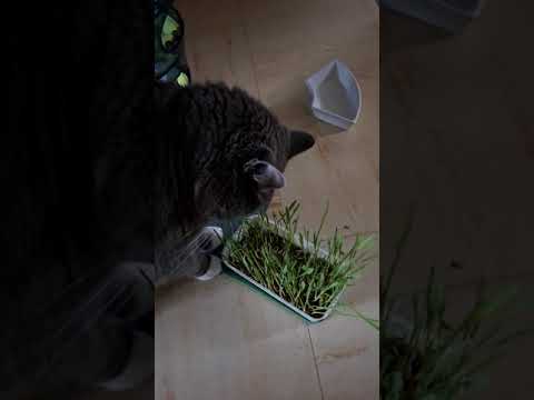 Herbe à chat dépurative Catherbe : avis, test, prix - Conso Animo