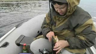 рыбалка видео белое море новое рыбалка видео белое море новое