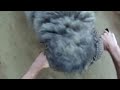 You shall not pass - Mountain ram attacks motorcyclist - the original musical version.