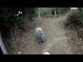 You shall not pass - Mountain ram attacks motorcyclist - the original musical version.