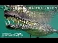 The Gardens Of The Queen - CROCODILE | 