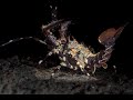 Video of Ornate Spiny Lobster 