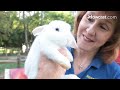 All about Rabbits: The Pros and Cons of Keeping a Pet Rabbit