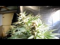 The Weed Nerd Episode #91