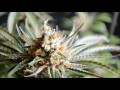 The Weed Nerd Episode #91