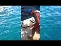 Largest Goliath Grouper Ever on Youtube! Chew On This