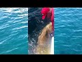 Largest Goliath Grouper Ever on Youtube! Chew On This