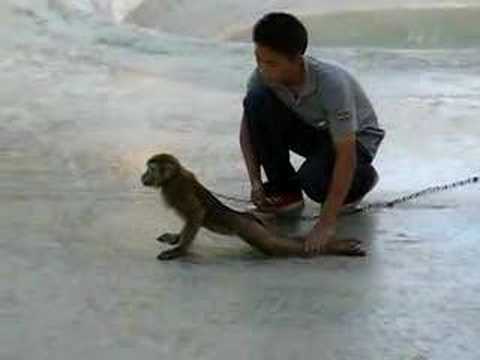 funny monkey videos. Funny Monkey