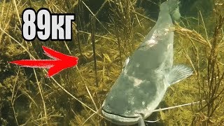 подводная охота на карпа в прудах видео ночью подводная охота на карпа в прудах видео ночью