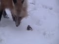 Hand Feeding a Red Fox