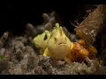 Yellow Painted Frogfish | Painted Frogfish