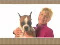 Meet the Breed - Boxer