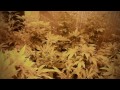 Unboxing Cool Tube HPS Grow Light - Building a Grow Room in a Closet