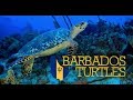 Video of Hawksbill Turtle