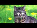 The Creation: The Earth is a Witness
