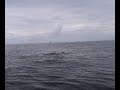 Fishing with Rod: Hungry sea lion steals salmon!!!