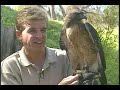 Red-Tailed Hawk