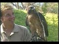 Red-Tailed Hawk