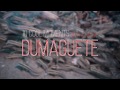 Muck Diving in Dumaguete | Assorted Creatures