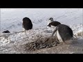 Criminal Penguins - Frozen Planet - BBC One
