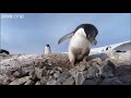 Criminal Penguins - Frozen Planet - BBC One
