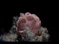 Video of Painted Frogfish