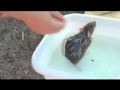 Значок видео