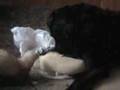 Dog and ferrets playing Dog and ferrets playing