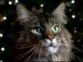 Cats wish you a Merry Christmas Cats wish you a Merry Christmas