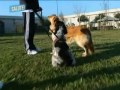 Pet therapy in carcere Pet therapy in carcere