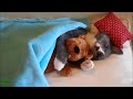 funny cat video