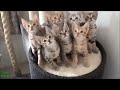 funny cat video