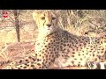 Shepherd Dogs Help Save Cheetah Population